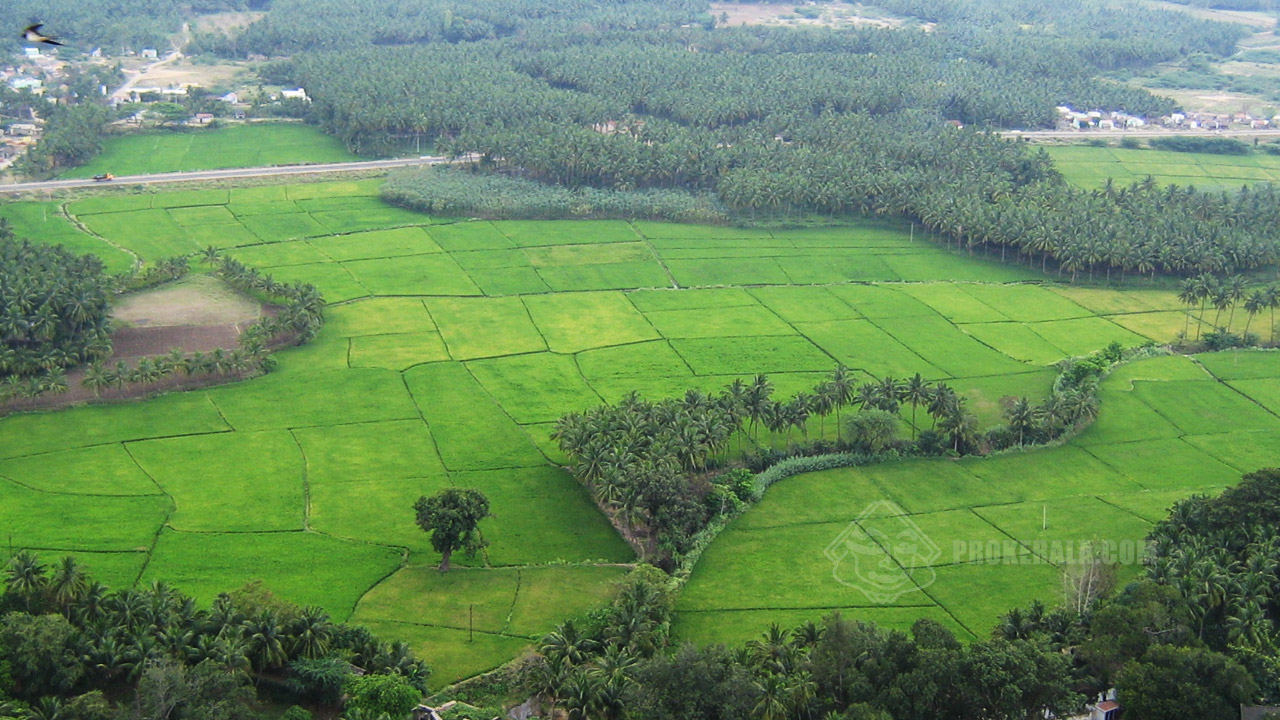 Paddy Fields - Arial View