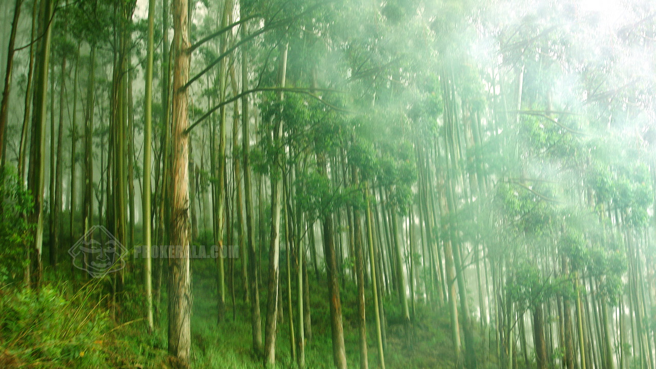 Eucalyptus Trees & Mist