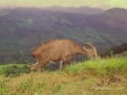 Nilgiri Tahr