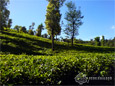 Tea Plantation