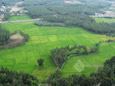 Paddy Fields - Arial View