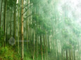 Eucalyptus Trees & Mist