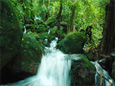 Photo of a waterfall in the forests of Kerala