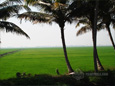 Kerala's Paddy Fields and Coconut Trees