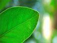 Green leaf