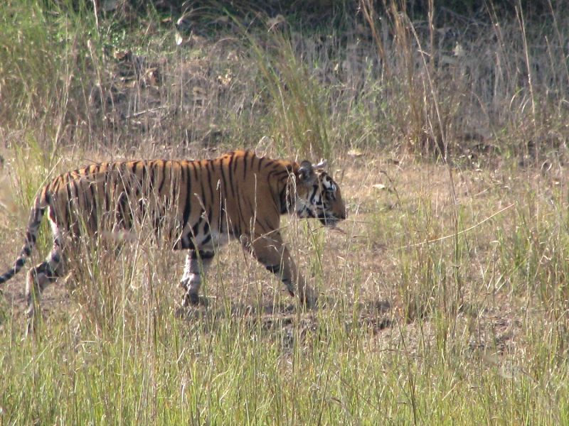 A tiger roams free and fearless in an Indian jungle. An NGO says poaching of the big cats declined by nearly 60 percent in 2011 compared to the previous year.