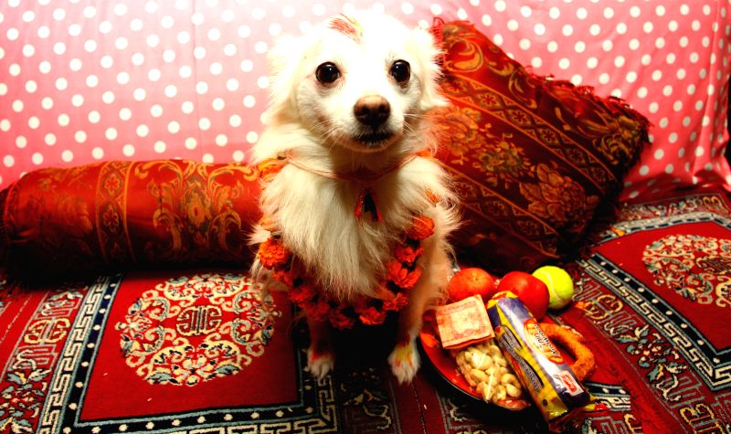 kathmandu-a-dog-is-worshipped-by-a-nepalese-232759.jpg