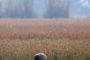 Cranes, storks thriving in Uttar Pradesh wetlands 