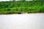 The crocs of Bhitarkanika: A problem of plenty? 