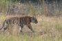 Fighting chance for India's tigers: Poaching declines 