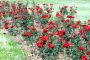 At 40, Chandigarh's Rose Festival still in bloom 