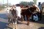 Century on, end of a bullock cart saga in Mumbai 