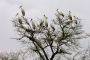 Migratory storks' early arrival raises monsoon hopes 