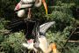 1,000 chicks chirp as storks visit Delhi zoo 