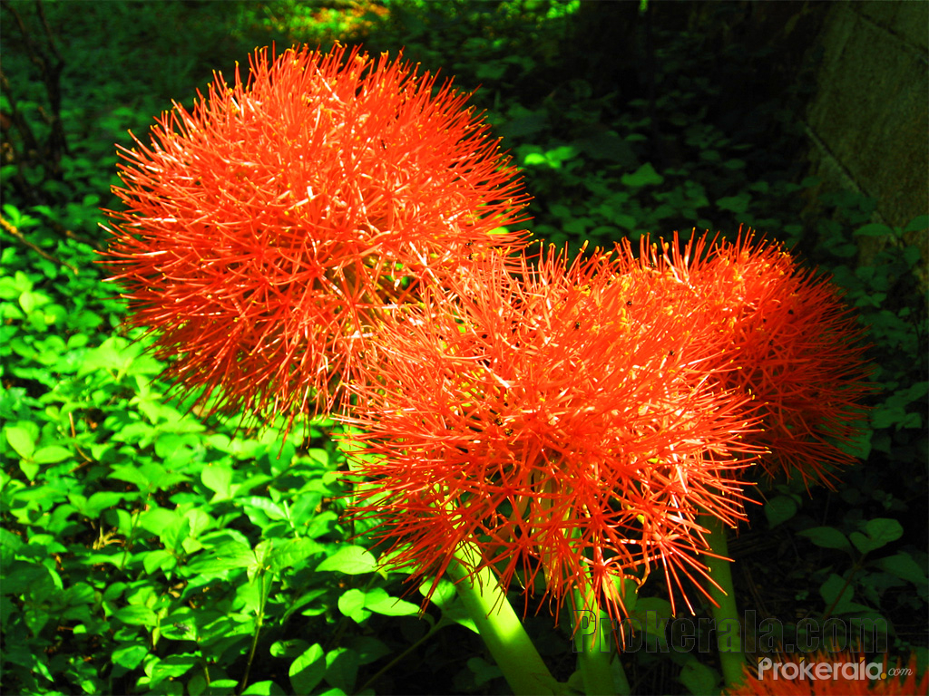 Kerala Flower Wallpaper