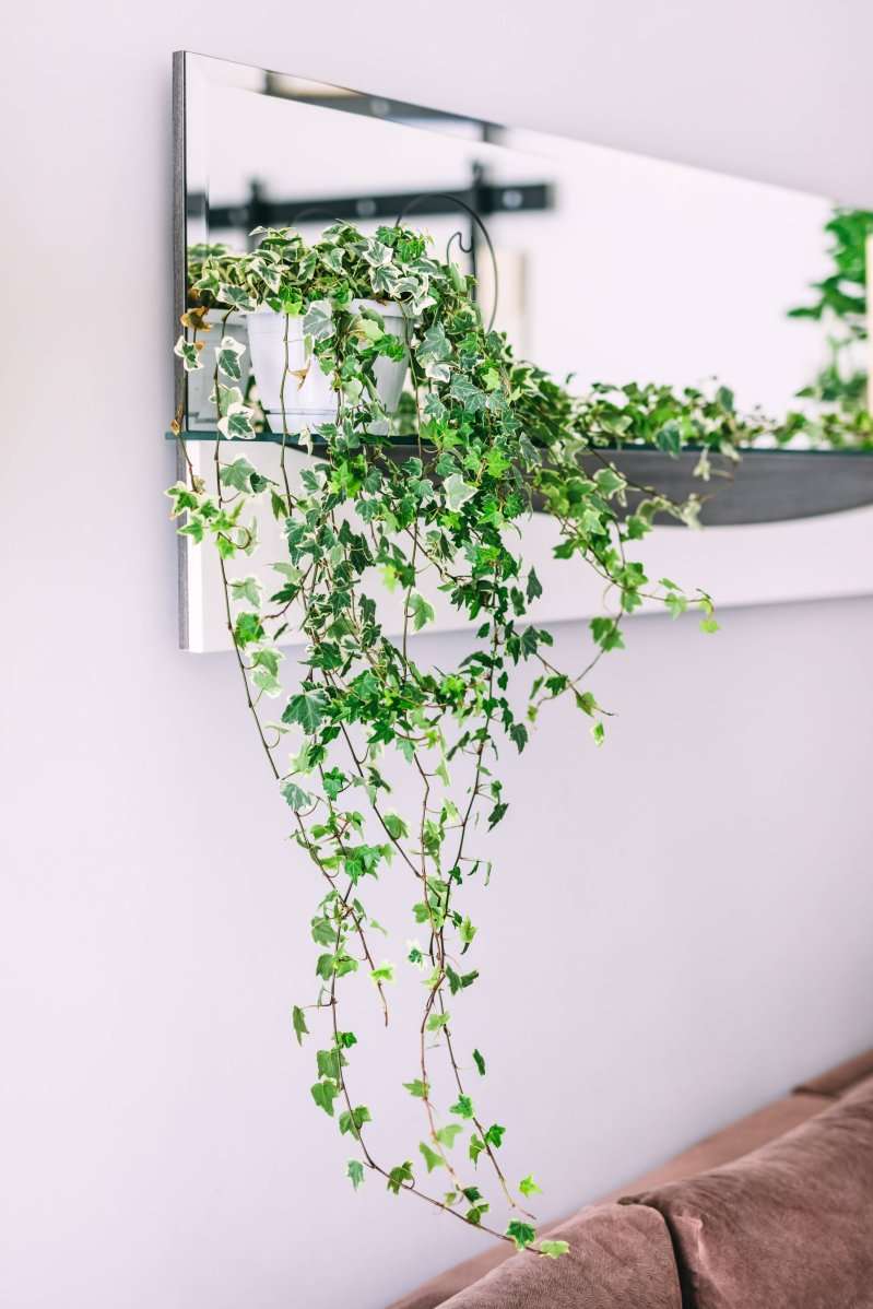 Green Up Your Space: Stylish Indoor Plants for a Vibrant Space