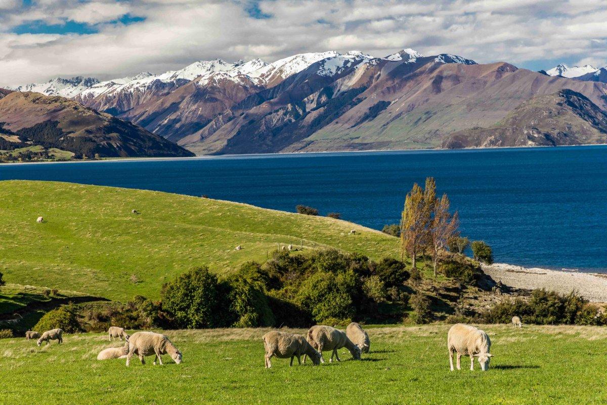 New Zealand