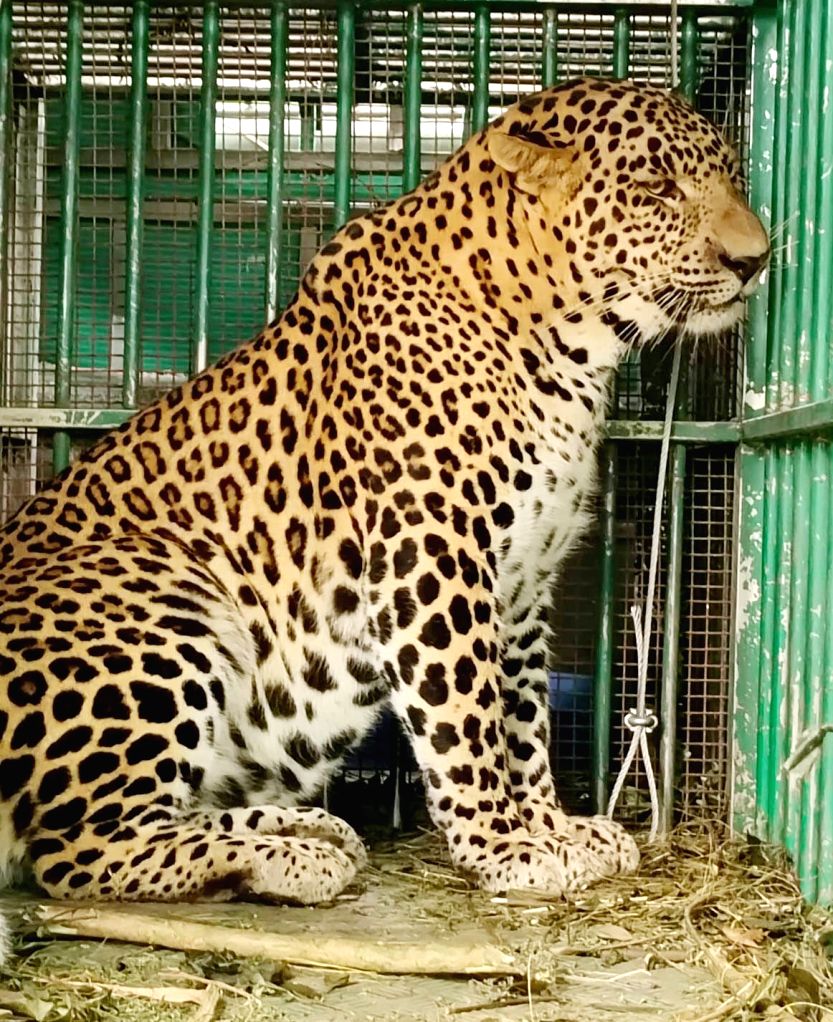 :Mysuru: Leopard was trapped in a cage set up by a forest team.