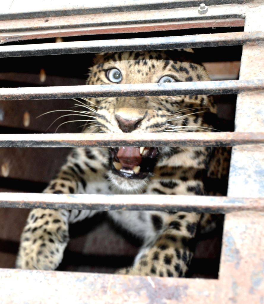 Leopard rescued