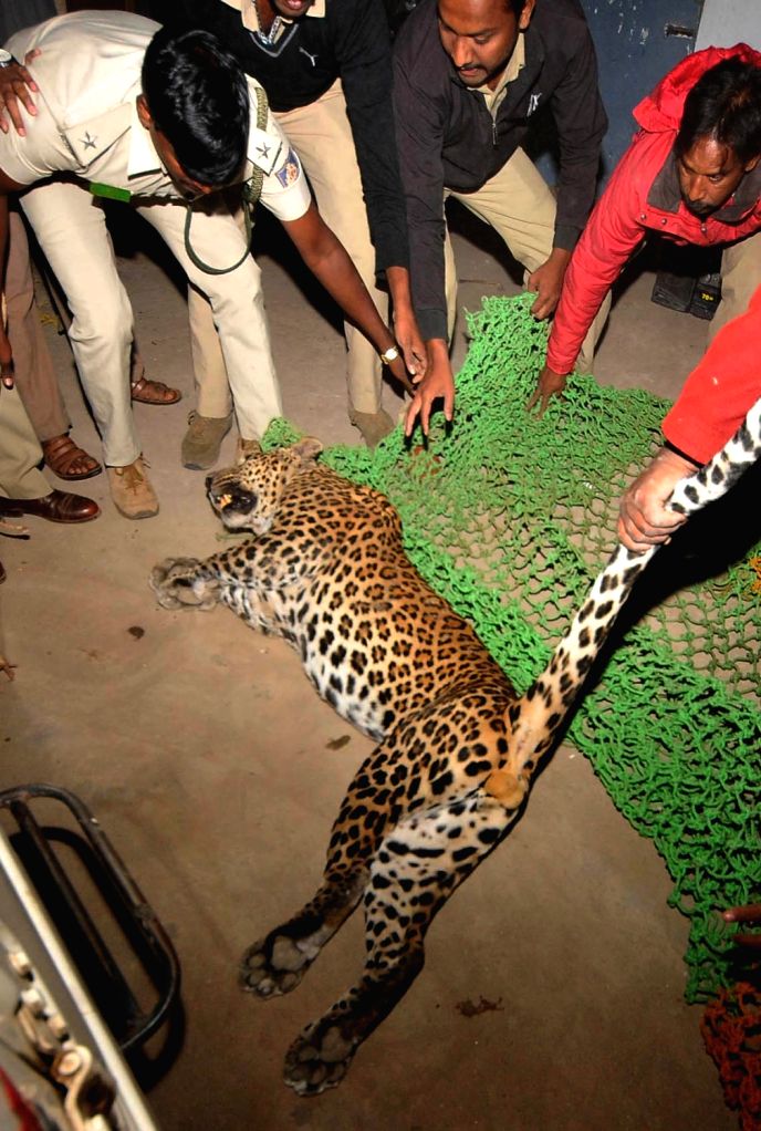 Leopard rescued by forest officials