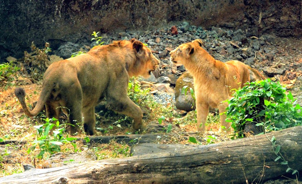 A pair of lions being released into the Lion Safari habitat at the Sanjay Gandhi National Park
