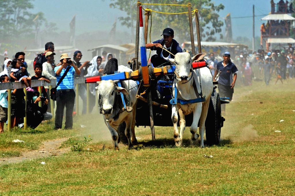 INDONESIA-YOGYAKARTA-OX CART RACE