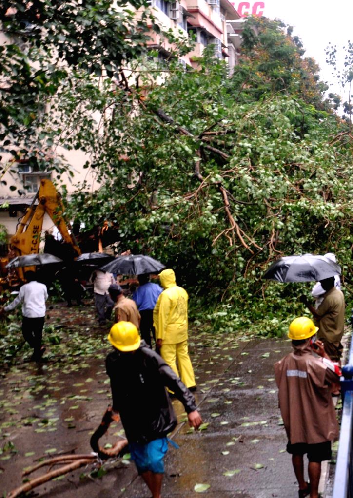 A tree fell on the road due to heavy rain in Mumbai