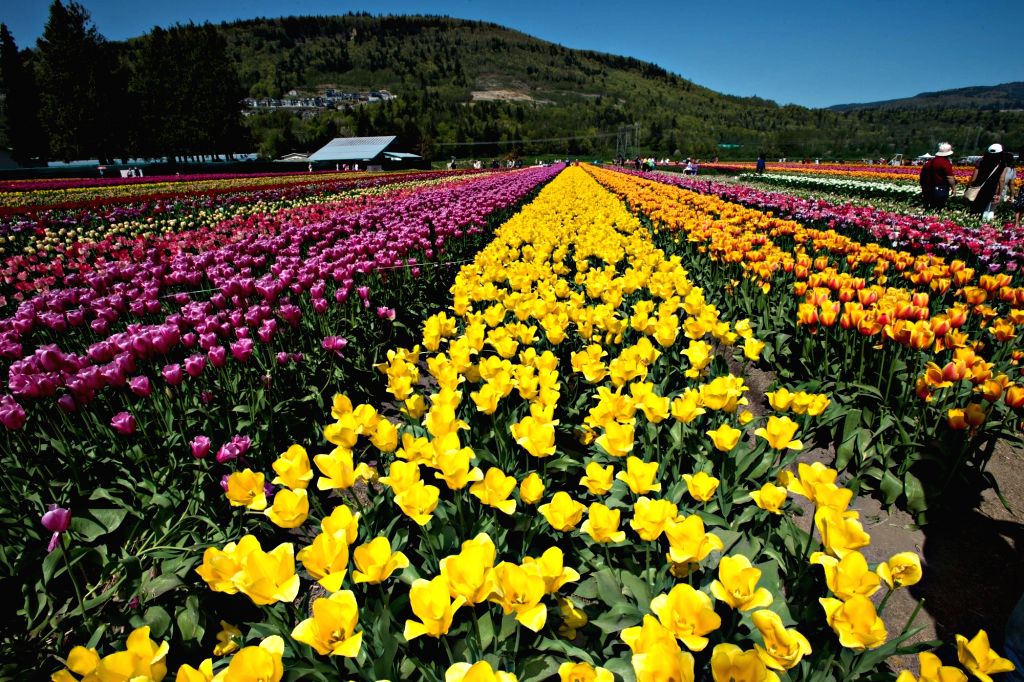 CANADAABBOTSFORDBLOOM TULIP FESTIVAL