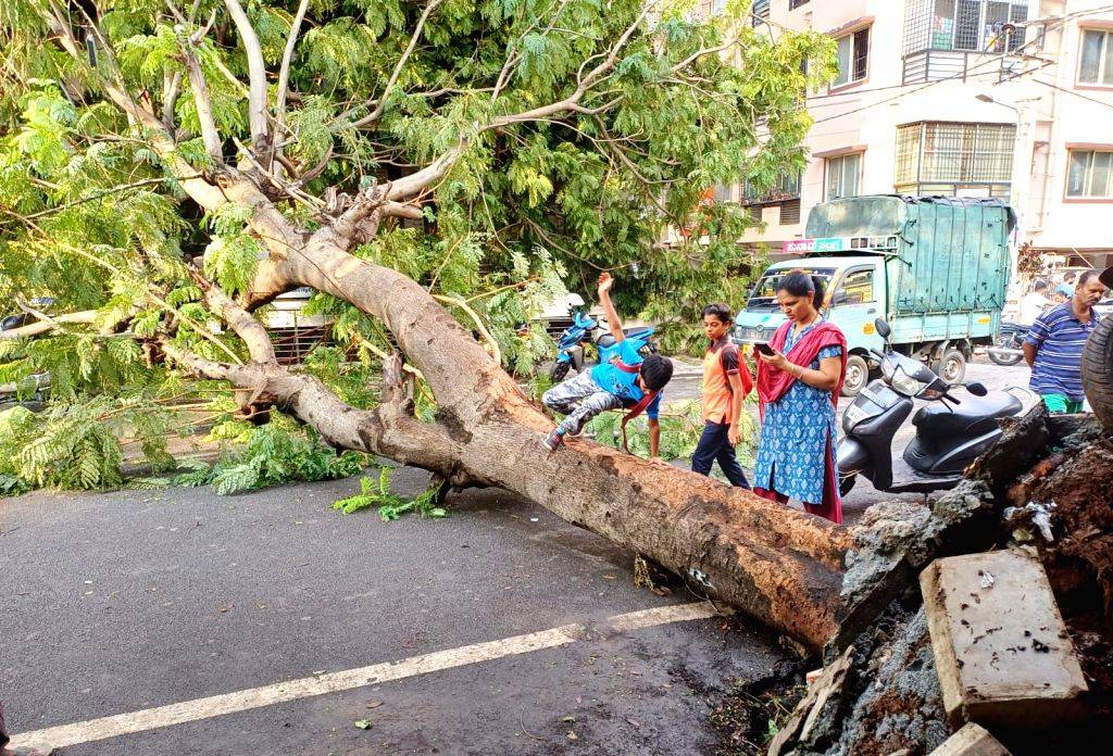An uprooted tree fell on a vehicle following a storm and heavy rain