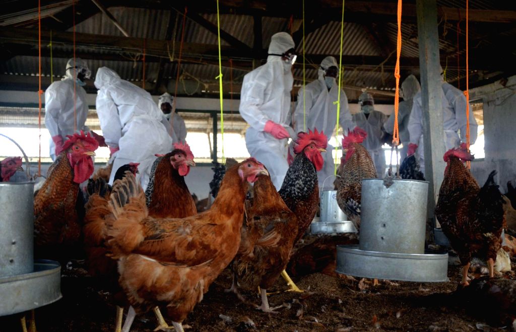 Bird flu cases in two Kerala districts ring alarm bells
