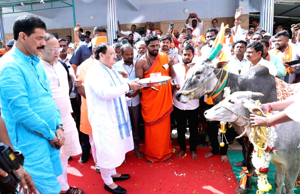 BJP National President JP Nadda offers prayers to a cow