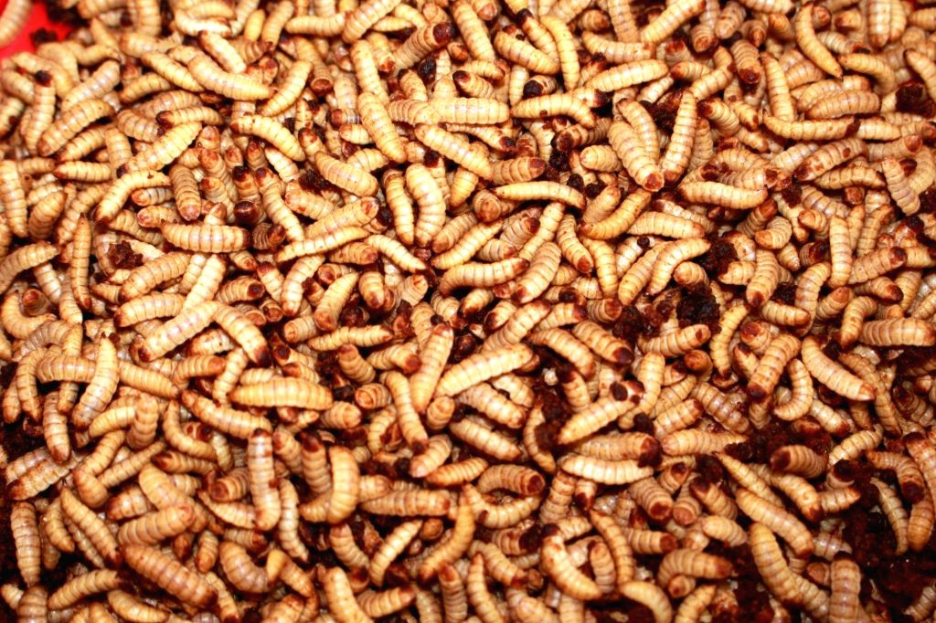 File Photos: Kenyan farmers rear insects for animal proteins on waste