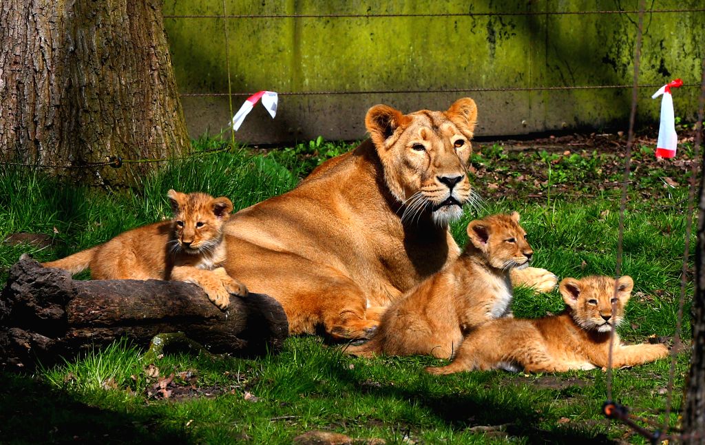 BELGIUMMECHELENASIATIC LIONS
