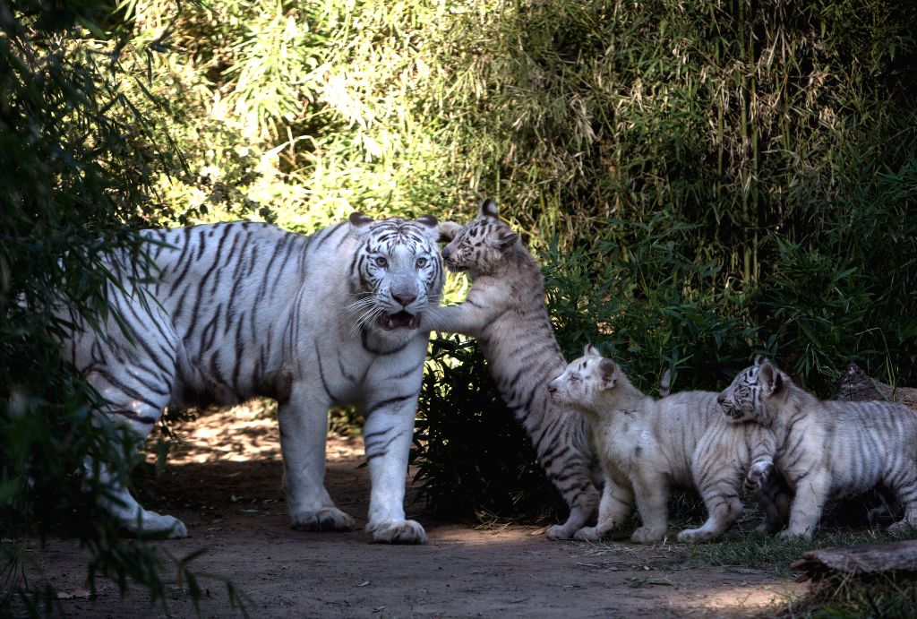 Three Bengal tiger cubs play with their mother Cleo in the Zoo of ...