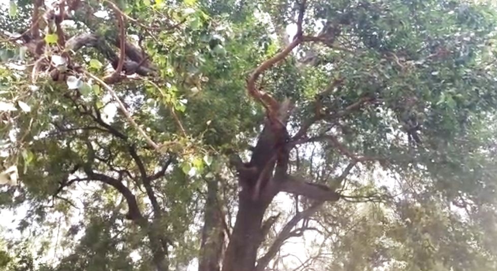 Covid patients make beeline for Peepal tree in UP district