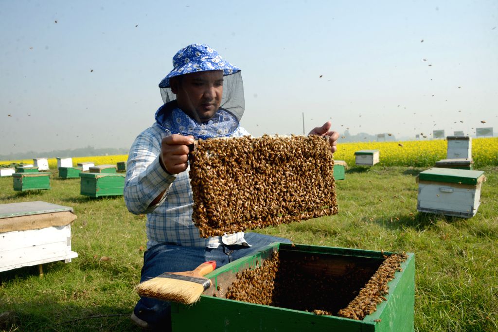 BANGLADESHDHAKAHONEYBEEFARMING