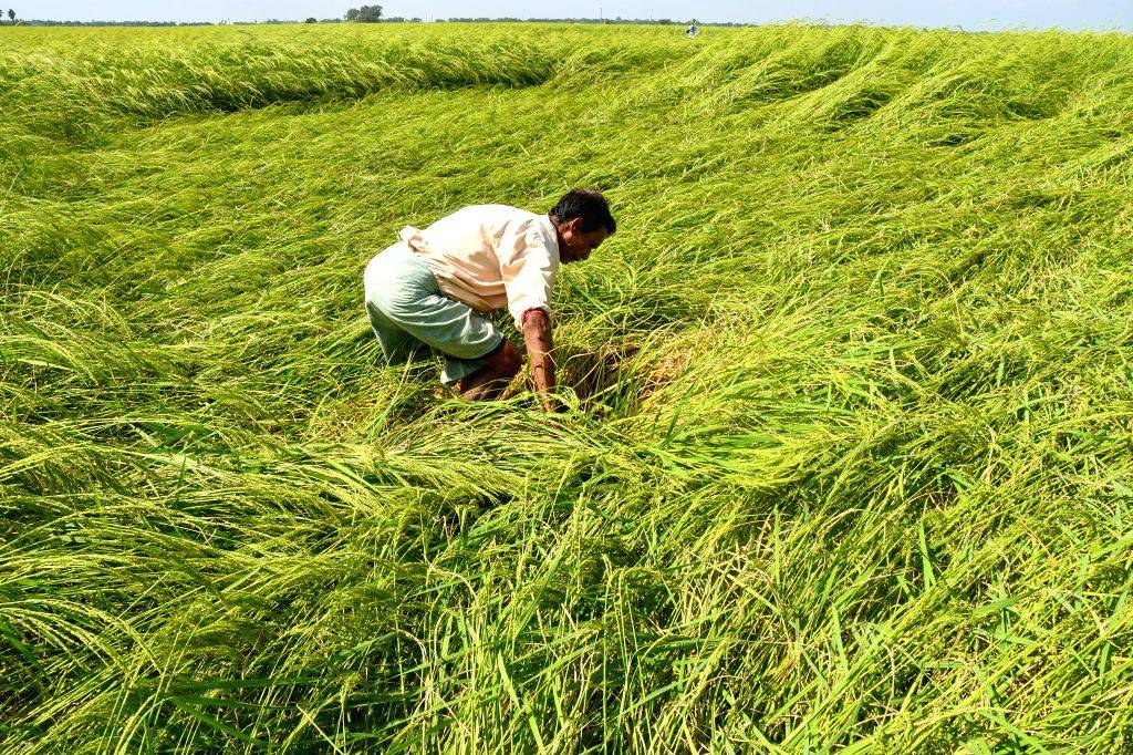 Farmer Inspects Cyclone-Affected Khaas Paddy in Purba Bardhaman