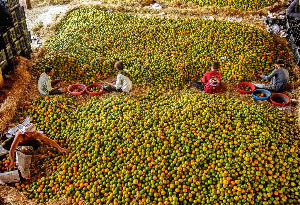 Curated visual reference: Farmers Sort Oranges At The Kalmana Wholesale Market Photo Inspiration