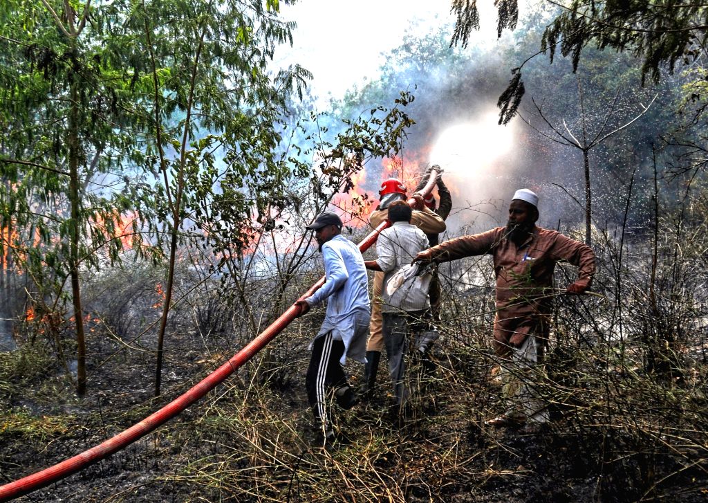 Firefighters try to douse the fire after it broke out in a forest