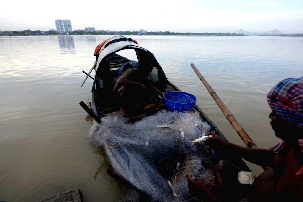 Fishermen collecting fish from nets after fishing from the river Ganga in Kolkata.