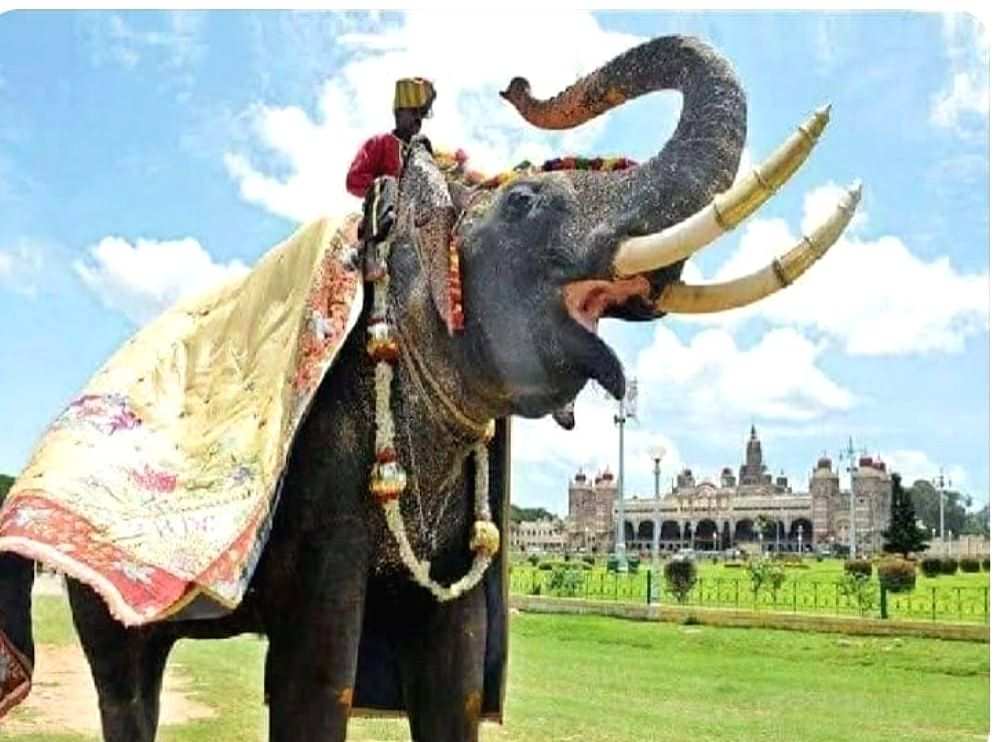Former Golden Howdah elephant dies in wild tusker attack, K'taka CM ...