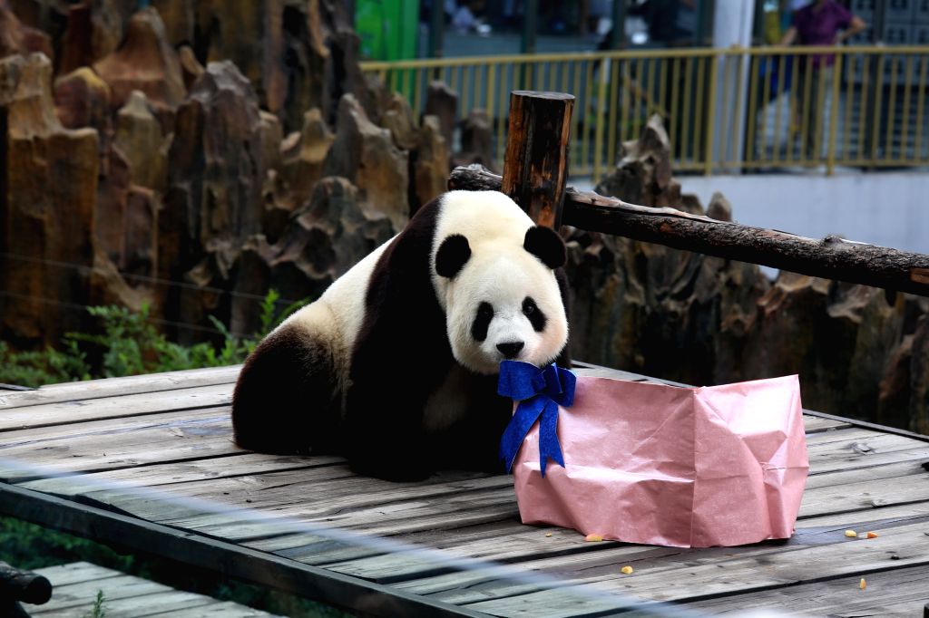 CHINA-LIAONING-DALIAN-GIANT PANDA-BIRTHDAY