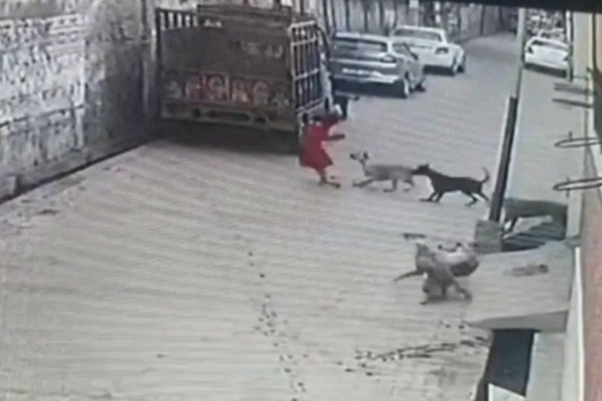 Girl attacked by stray dogs in UP district