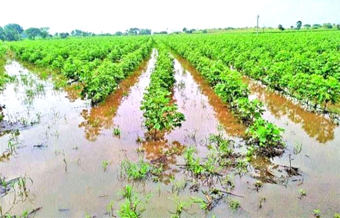 Free Photo:Heavy rains in the monsoon season had damaged standing crops ...