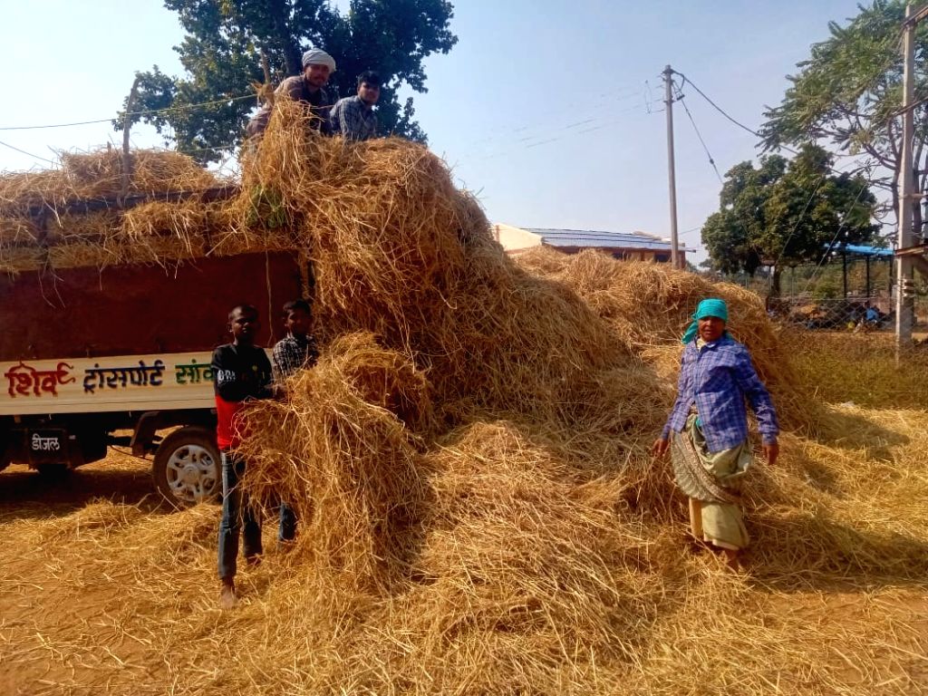 Free Photo In Chhattisgarh, farmers raised their hands to satisfy the hunger of cattle.