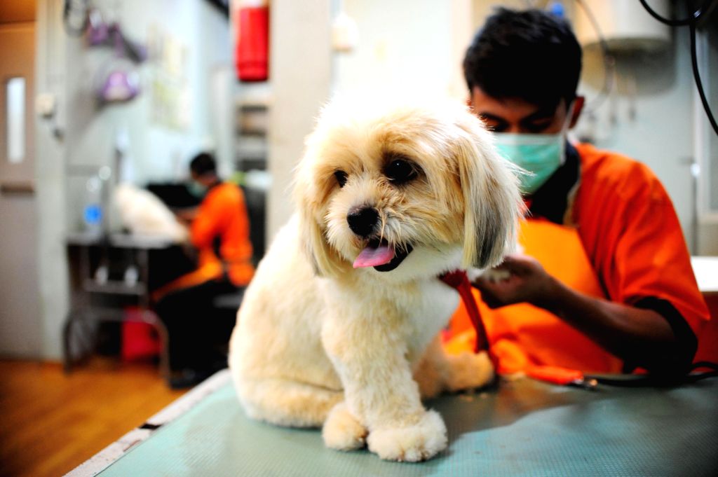 A man cuts the hair of a pet dog at a pet shop in Jakarta