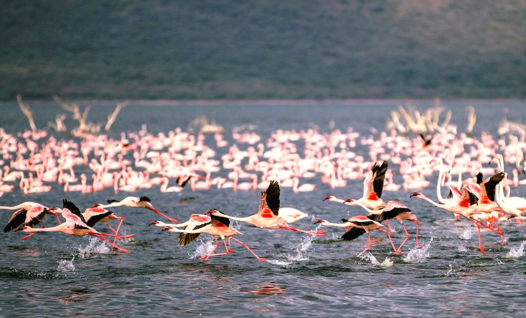 KENYA-LAKE BOGORIA-FLAMINGOS