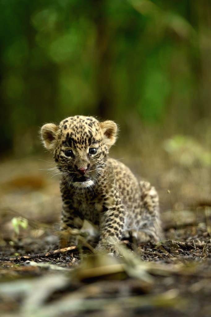Rescuers face challenge in reuniting mother leopard with rescued cub