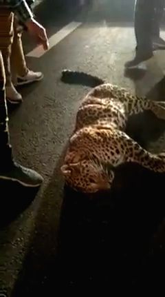 Hit by car, leopard dies on Delhi-Meerut Expressway