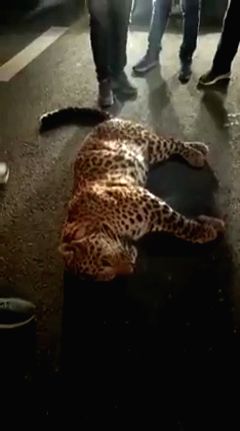 Hit by car, leopard dies on Delhi-Meerut Expressway
